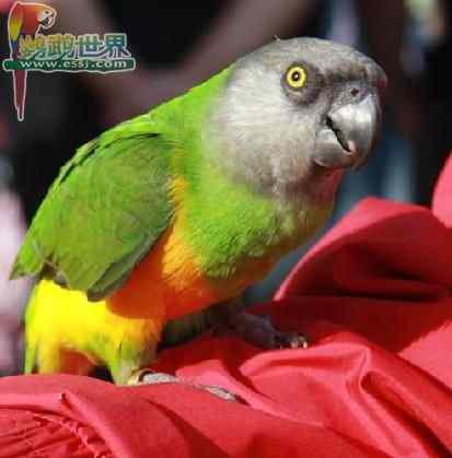 鹦鹉繁殖——摆放鸟蛋