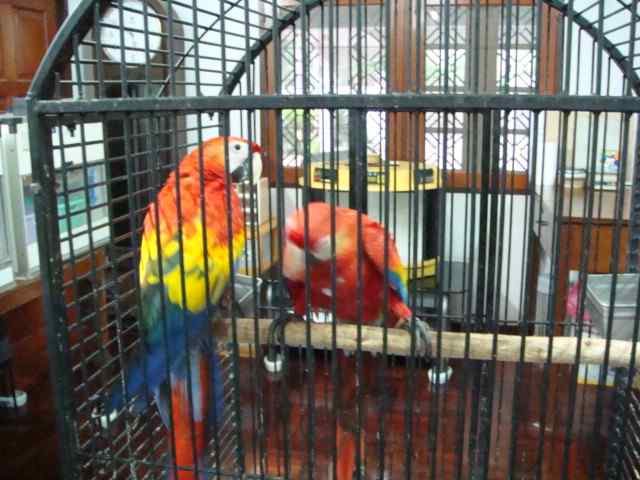 鹦鹉饲养——羽毛的咀嚼或抓扯