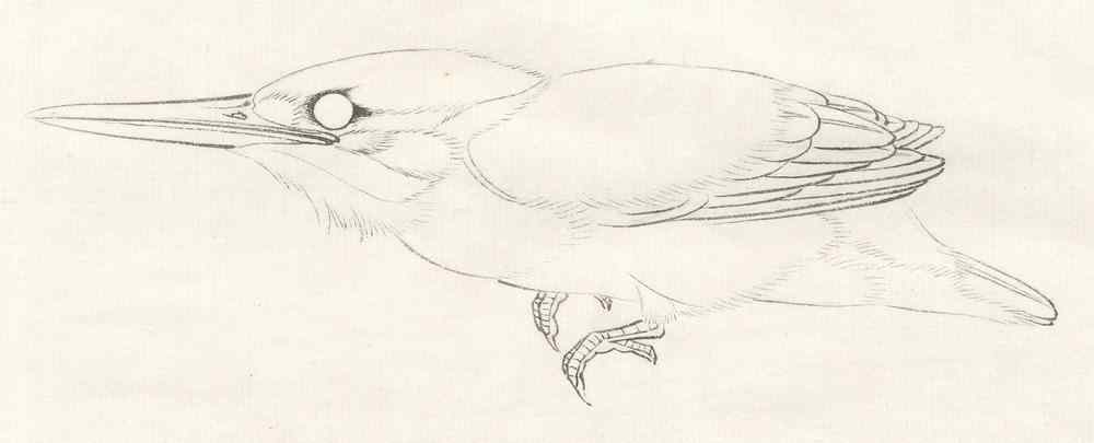 李晓明工笔画——翠鸟的画法