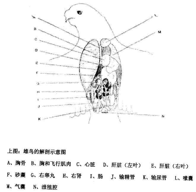 鹦鹉繁殖——孵蛋的亲鸟