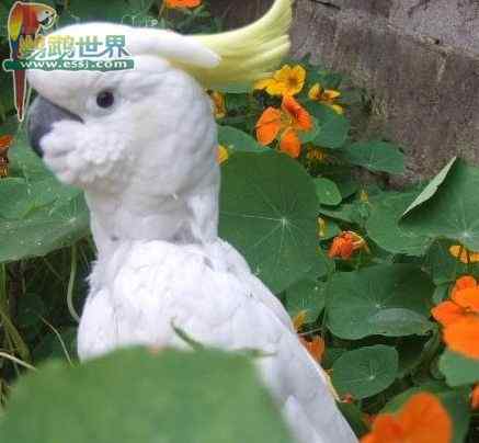 鹦鹉繁殖——关于脚环