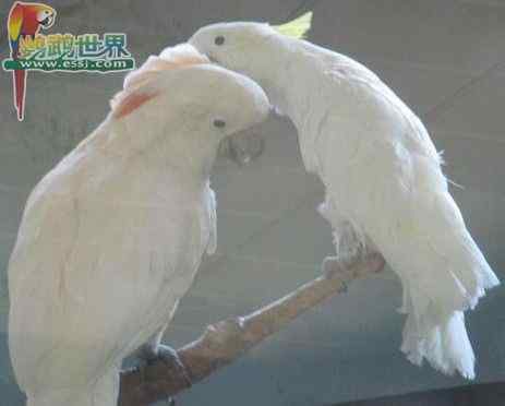 怎样让鹦鹉的饮食更均衡