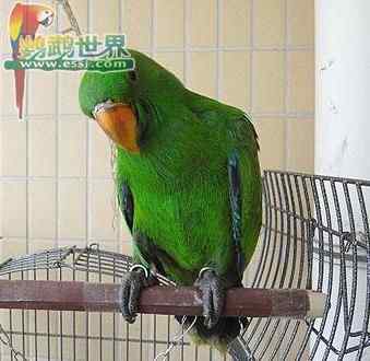 鹦鹉繁殖——摆放自动孵化器的位置