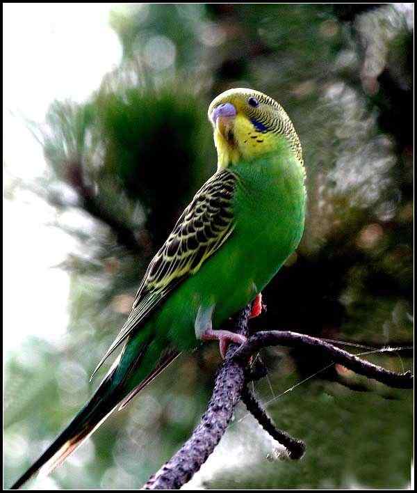 虎皮鹦鹉的养殖