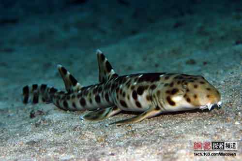 2006年度十大动物故事