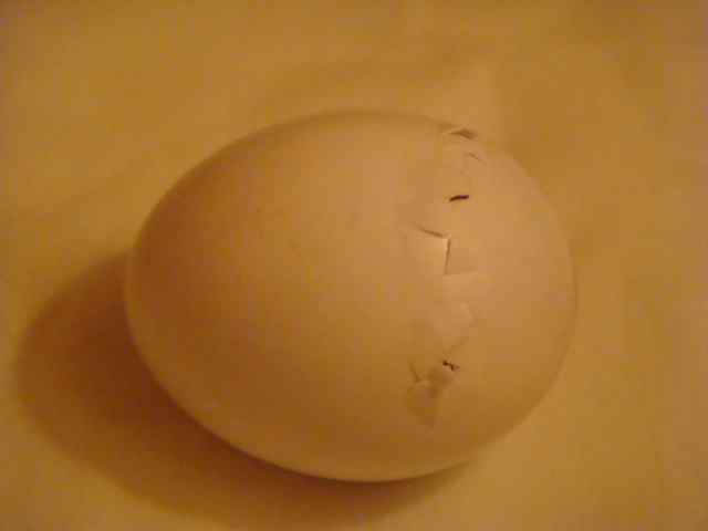 鹦鹉繁殖——鸟蛋