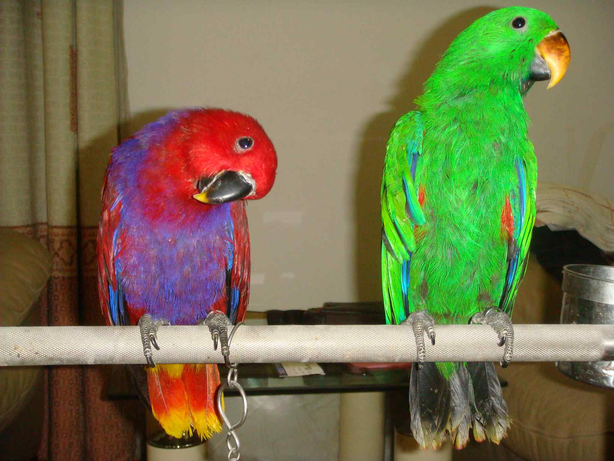 鹦鹉饲养——交尾