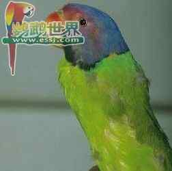 鹦鹉保育——橙子坚果松饼(富含维生素c)