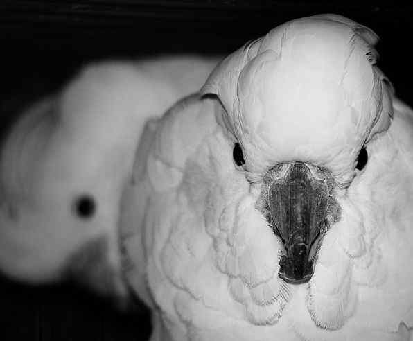 鹦鹉保育——如何让鸟吃水果及蔬菜