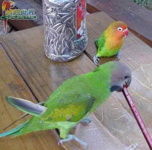 鹦鹉的脚环型号怎么选？