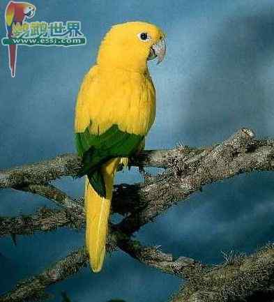 鹦鹉繁殖——鸟巢的建造