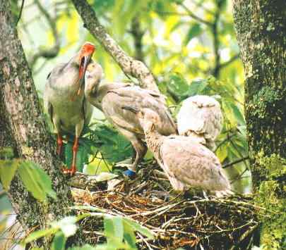 国家一级保护鸟类第2辑