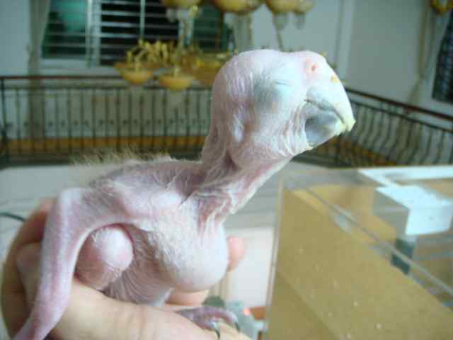 鹦鹉疾病——细菌类病毒的传播和治疗