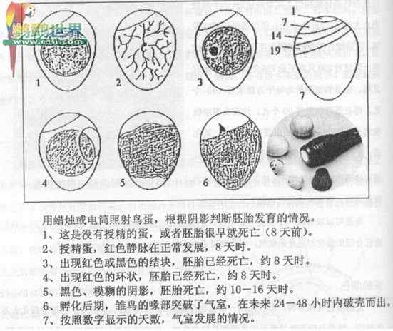 鹦鹉繁殖——人工孵化的介绍