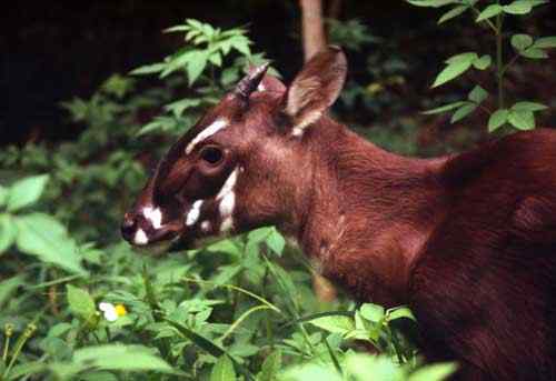 越南拯救极危动物中南大羚（武广牛）