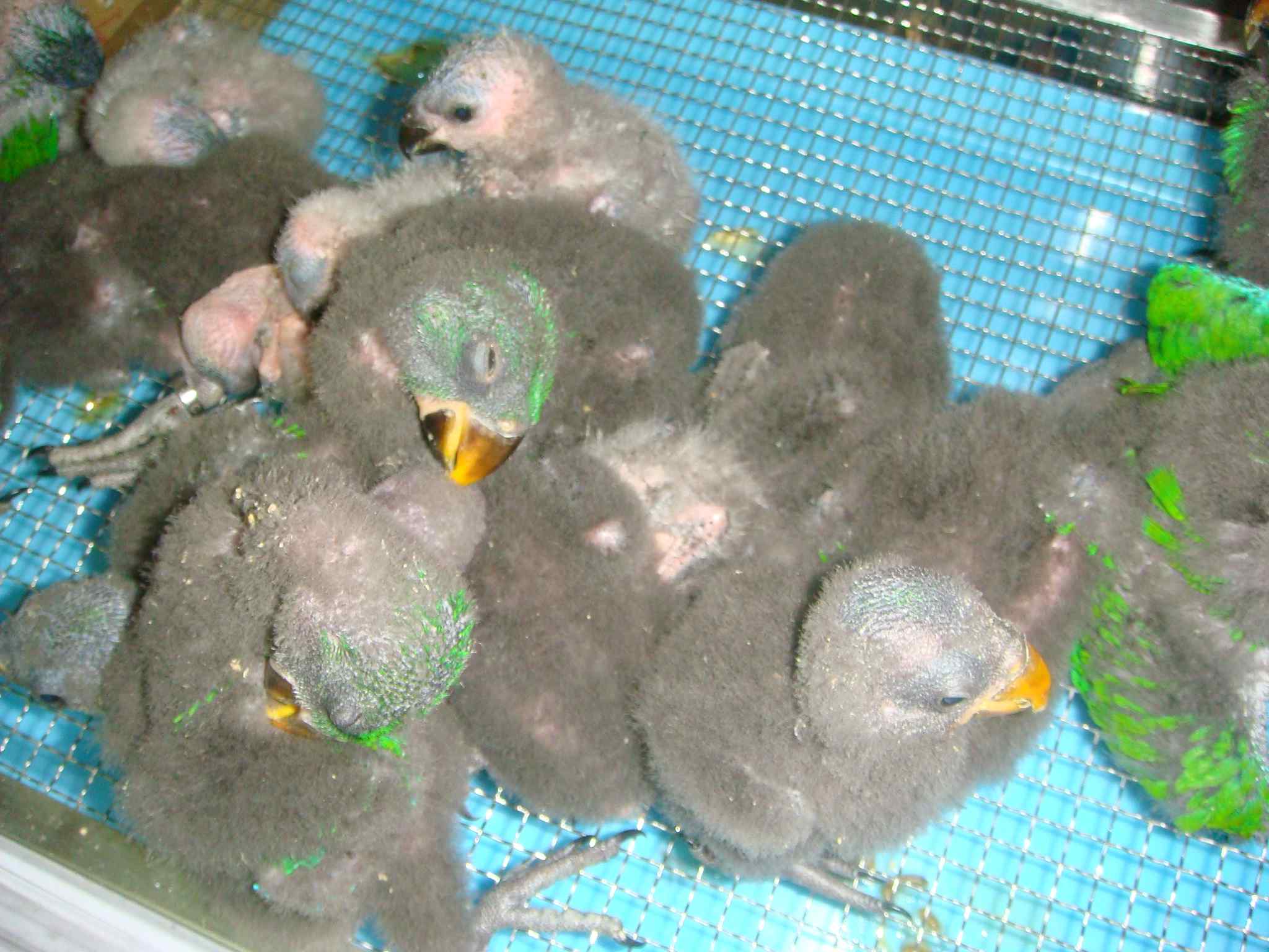 鹦鹉大肠杆菌病的诊治