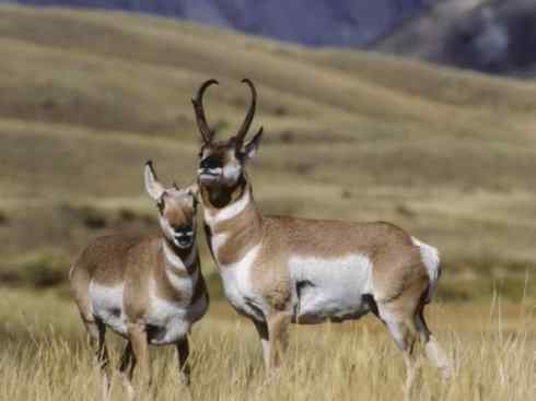麒麟：传说的兽原型探秘（叉角羚）