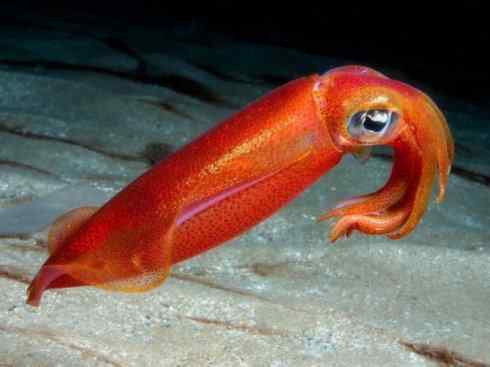 自然奇观：动物大迁徙(乌贼）