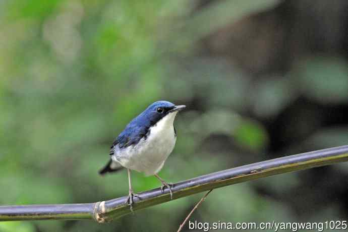 雄性蓝歌鸲（16）