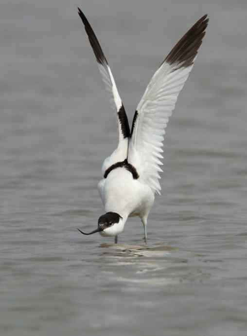 记录美丽的飞鸟：和湿地毁灭的速度赛跑