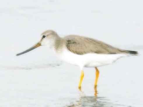 猎奇：奇特的鸟喙之五(重发之翘嘴鹬)