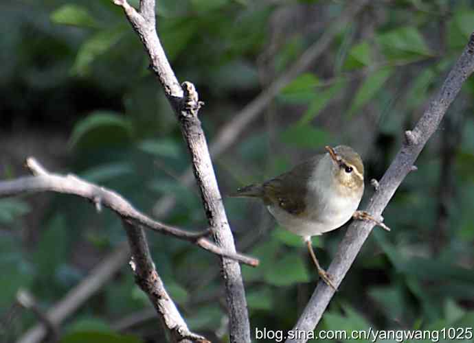 巨嘴柳莺（枝干篇）