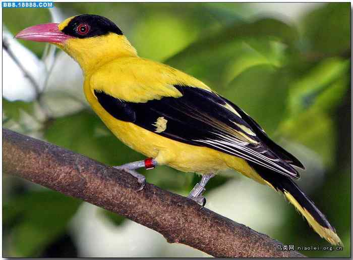 山光悦鸟性 潭影空人心