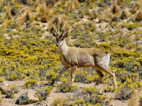 麒麟：传说的兽原型探秘（驼鹿）