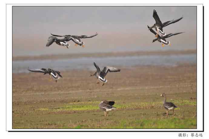 适马500mm镜头下的鄱阳湖大雁 适马500mm镜头下的鄱阳湖大雁