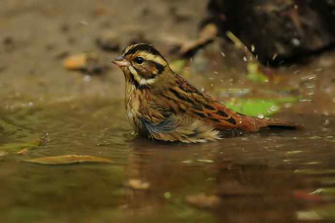 金汤沐浴.天坛白眉鹀