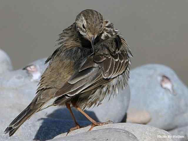 猎艳(红尾水鸲与白顶溪鸲) 猎艳(红尾水鸲与白顶溪鸲)