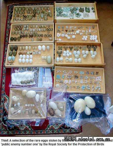 “2009年中国高校观鸟排行榜”发布