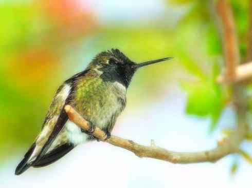 猎奇：奇特的鸟喙之九