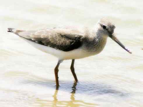 猎奇：奇特的鸟喙之五(重发之翘嘴鹬)