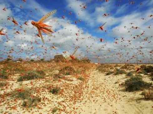 自然奇观：动物大迁徙(东亚飞蝗）
