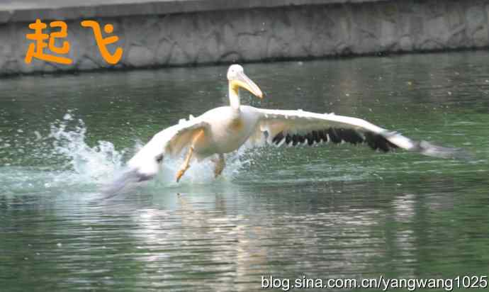 舞（大鹈鹕之舞）