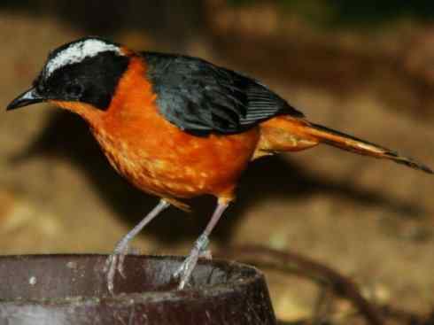 白头鸟系列:另类的美丽（白头歌鵖）