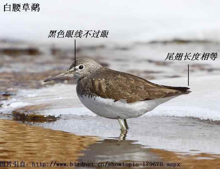 矶鹬和白腰草鹬的区别