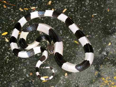 龙：传说的兽原型探秘（环蛇类）