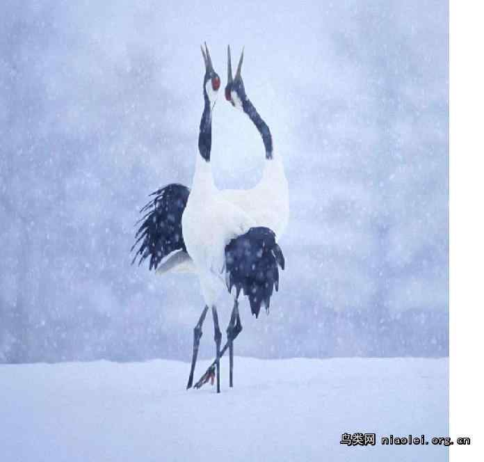 丹顶鹤入选国鸟的曲折路