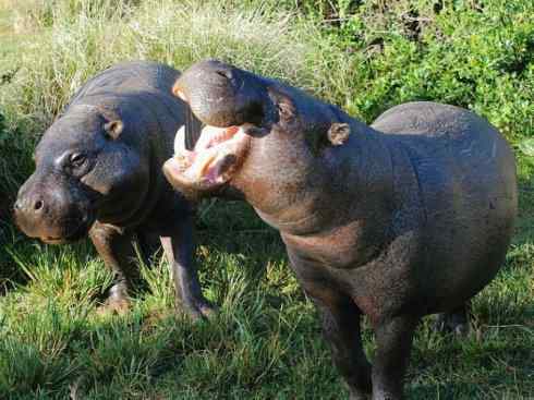 麒麟：传说的兽原型探秘（叉角羚）
