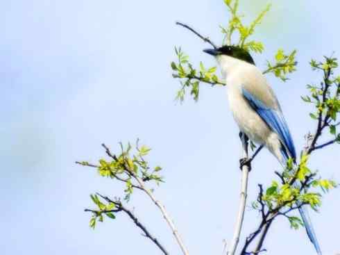 雀鸟也彪悍：赤练仙子（灰喜鹊）