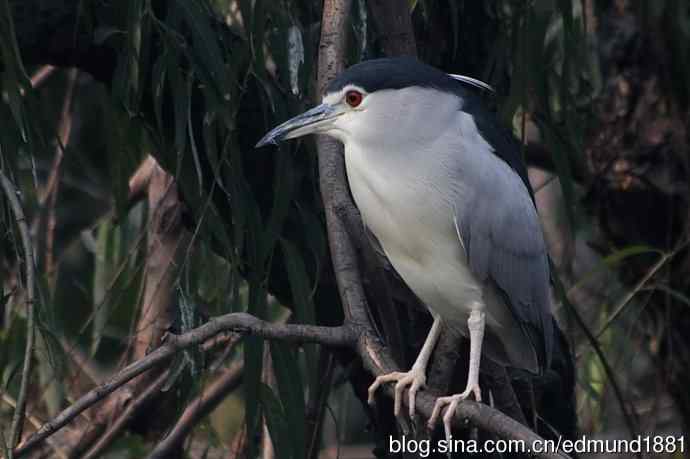 轻便的1000mm-3000mm的穷人大炮 轻便的1000mm-3000mm的穷人大炮
