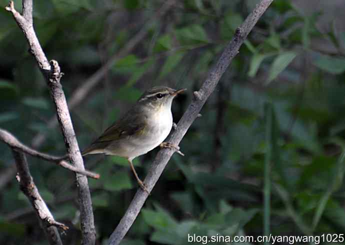 巨嘴柳莺（枝干篇）