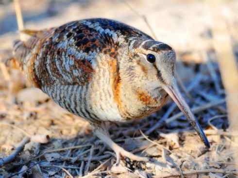 鸟类之最:小丘鹬 鸟类之最:小丘鹬