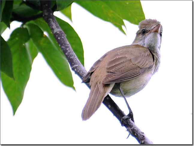 奥体公园观赏大苇莺