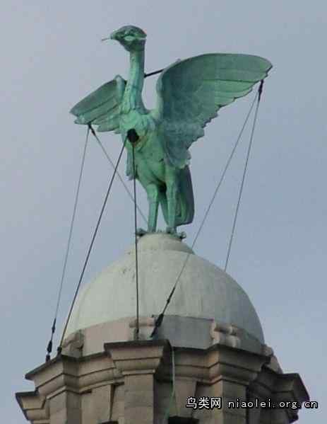 英国利物浦市的吉祥鸟