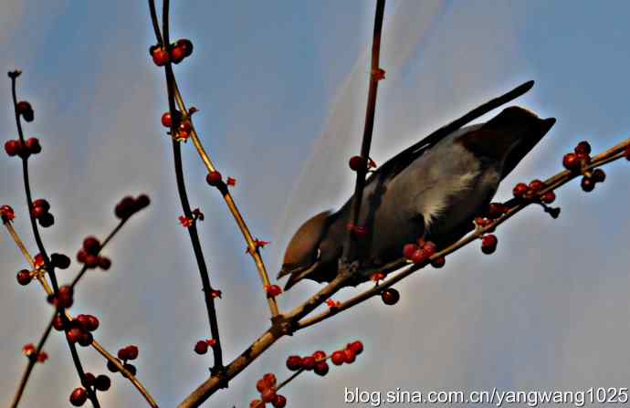 太平鸟（抓拍）2