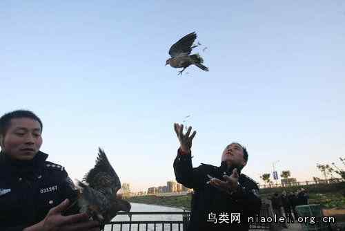 如何放生鸟类？