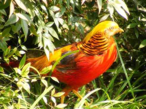 家禽驯化之源之八